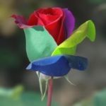 color-tulip
